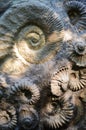 Ammonites Royalty Free Stock Photo