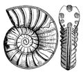 Ammonites obtusus, vintage illustration