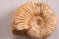 Spiral Ammonites Fossil Macro shot .