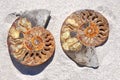 Ammonites: Spiral Fossil Shell
