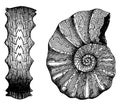 Ammonites Triassic, vintage engraving
