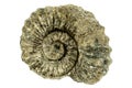 Ammonoid, closeup of the fossil Royalty Free Stock Photo