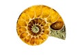 Ammonoid, closeup of the fossil with a cut Royalty Free Stock Photo