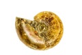 Ammonoid, closeup of the fossil Royalty Free Stock Photo