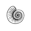 Ammonoidea or Marine mollusc. Fossil ammonite or seashe. Nautilus seashell. Outline black ink for infographic, website