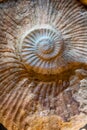 Ammonoids fossils background, group marine mollusc animals ammonites, is found to specific geologic time periods