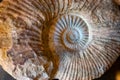 Ammonoids fossils background, group marine mollusc animals ammonites, is found to specific geologic time periods