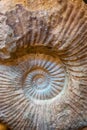 Ammonoids fossils background, group marine mollusc animals ammonites, is found to specific geologic time periods