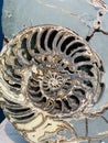 Ammonoids are a group of extinct marine mollusc animals in the subclass Ammonoidea of the class Cephalopoda. Royalty Free Stock Photo