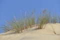 Ammophila arenaria on the Dune of Pilat