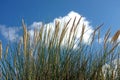 Ammophila arenaria marram grass close-up Royalty Free Stock Photo