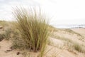 Ammophila beach grass on sand dunes