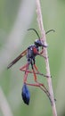 Ammophila clavus Royalty Free Stock Photo