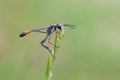 Ammophila heydeni Royalty Free Stock Photo