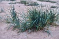 Ammophila / Marram grass / beachgrass Royalty Free Stock Photo
