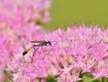 Ammophila sabulosa, the red-banded sand wasp