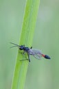 Ammophila sp.