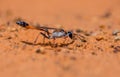 Ammophila Wasp Royalty Free Stock Photo