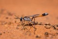 Ammophila Wasp