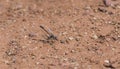 Ammophila wasp on the Ground in South Africa