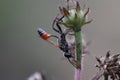 ammophila wasp resting on a plant