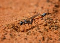 Ammophila Wasp