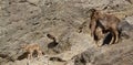 Ammotragus lervia - Barbary sheep - family on a rock
