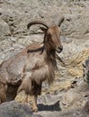 Ammotragus lervia Barbary sheep on a rock