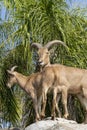 Ammotragus lervia, berberia sheep, two standing sheep, from a climbing sheep, at the zoo, mexico Royalty Free Stock Photo