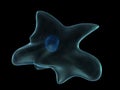 Amoeba Royalty Free Stock Photo