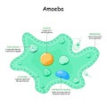 Amoeba anatomy. unicellular animal