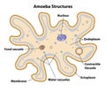 Amoeba Cell Structures Biology Diagram