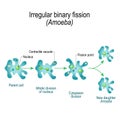 Amoeba. Irregular binary fission