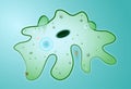 Amoeba proteus. Microbe. Royalty Free Stock Photo