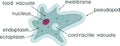 Amoeba proteus with organelles and titles