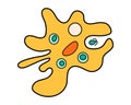 Amoeba proteus science icon with nucleus, vacuole, contractile. Biology education laboratory cartoon protozoa organism