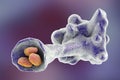 Amoeba protozoan engulfing bacteria