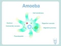 Amoeba scheme for school education Royalty Free Stock Photo