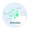 Amoeba scheme for school education stock Royalty Free Stock Photo