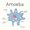 Amoeba - the structure of the microorganism. Vector graphics.