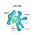 Structure of an amoeba proteus