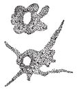 Amoeba, vintage engraving Royalty Free Stock Photo