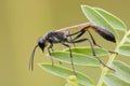 Amofila wasp on grass Royalty Free Stock Photo