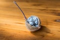 Amomum villosum Lour dried opened fruit on a wooden table