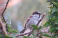 Amongst the Leaves: Sparrow\'s Serene Moment