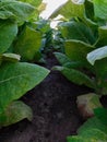 Amongst the tobacco plants Royalty Free Stock Photo