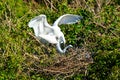 Amorous Pair of Great Egrets