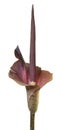 Amorphophallus Royalty Free Stock Photo