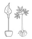 Amorphophallus konjac plant set hand drawing outline line style. Konjak Japanese traditional cuisine ingredients for