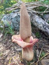 Amorphophallus Muelleri a.k.a Porang Royalty Free Stock Photo